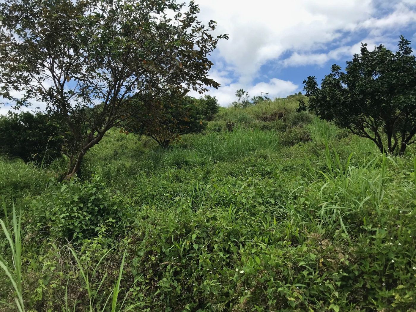 22.7-Hectare Fruit-Bearing Agricultural Land for Sale along Marilaque Highway, Sampaloc, Tanay – photo 9