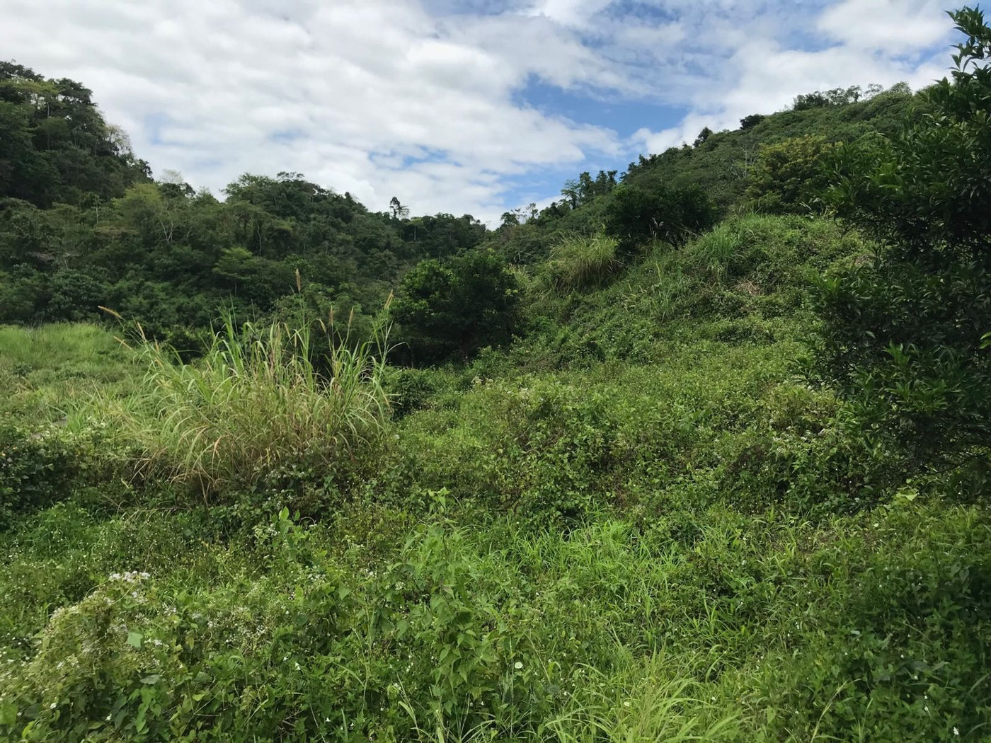 22.7-Hectare Fruit-Bearing Agricultural Land for Sale along Marilaque Highway, Sampaloc, Tanay – photo 10