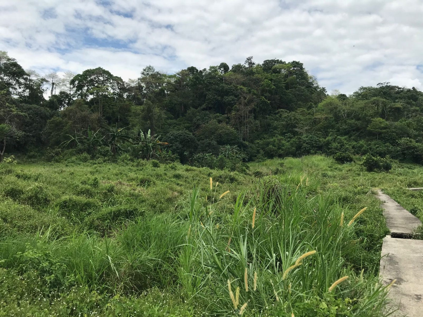 22.7-Hectare Fruit-Bearing Agricultural Land for Sale along Marilaque Highway, Sampaloc, Tanay – photo 11