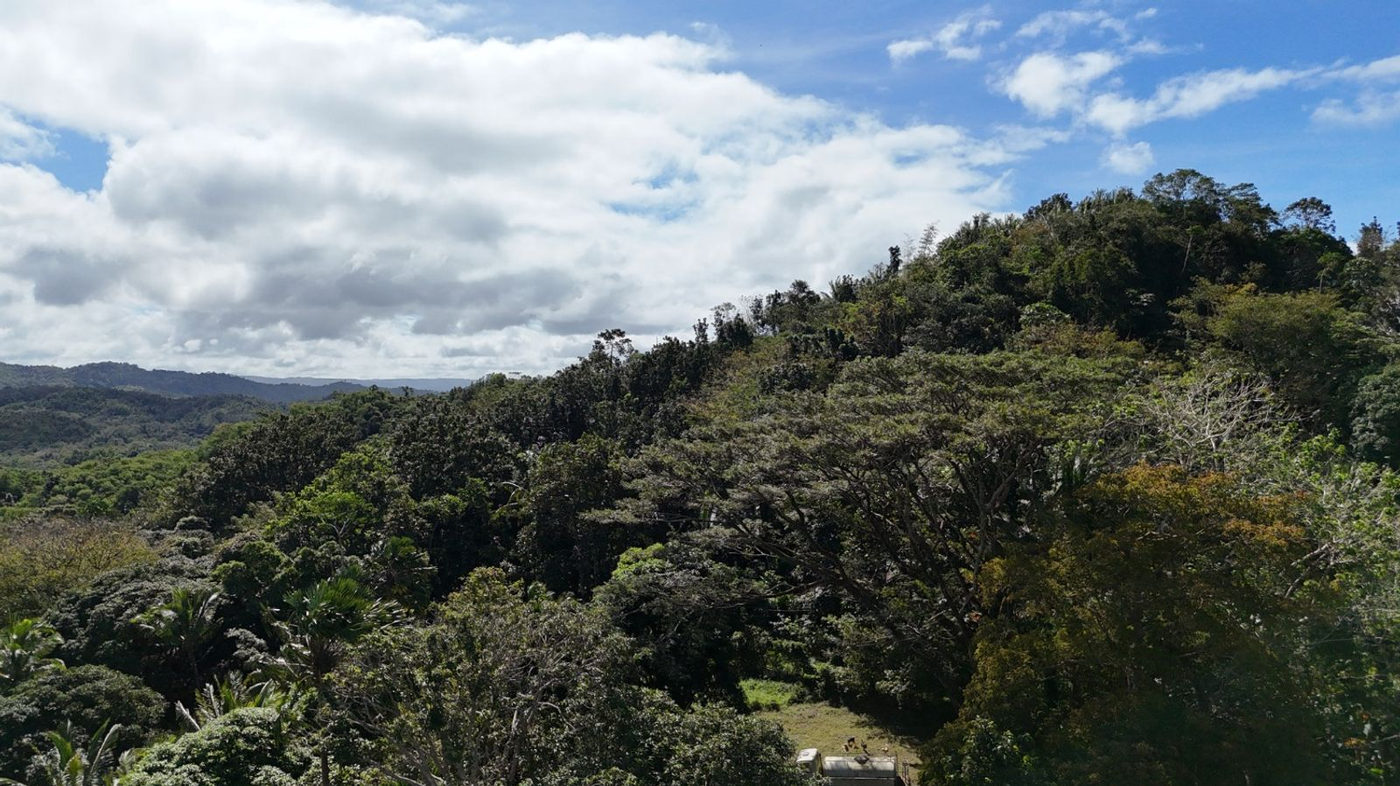22.7-Hectare Fruit-Bearing Agricultural Land for Sale along Marilaque Highway, Sampaloc, Tanay – photo 19
