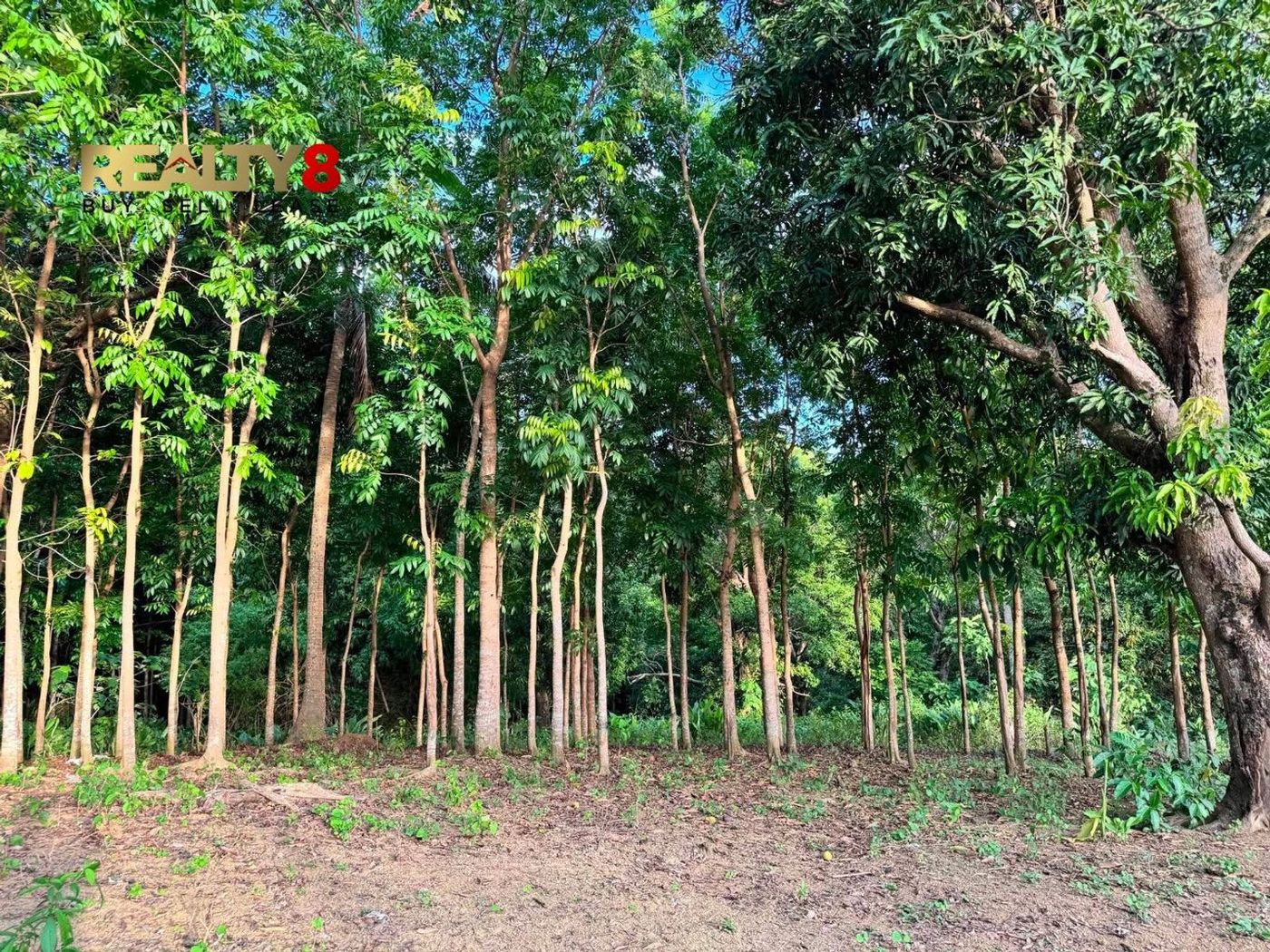 3.7-Hectare Countryside Property for Sale in Barangay 3, Magallanes, Cavite – photo 4