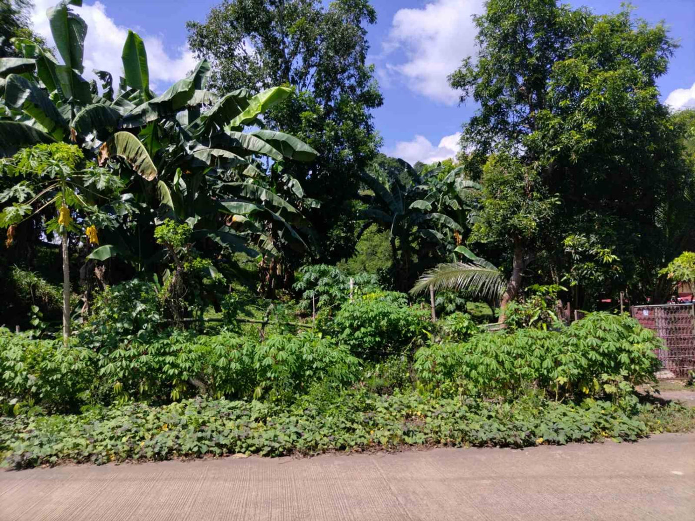 4.87-Hectare Agricultural Lot for Sale along Baras Road, Baras, Rizal – photo 2