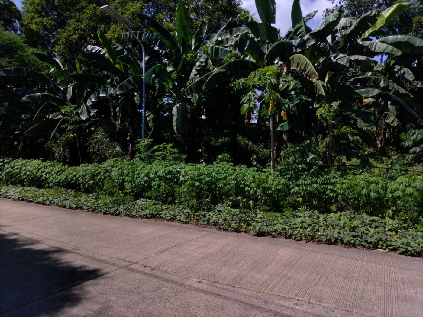 4.87-Hectare Agricultural Lot for Sale along Baras Road, Baras, Rizal – photo 3