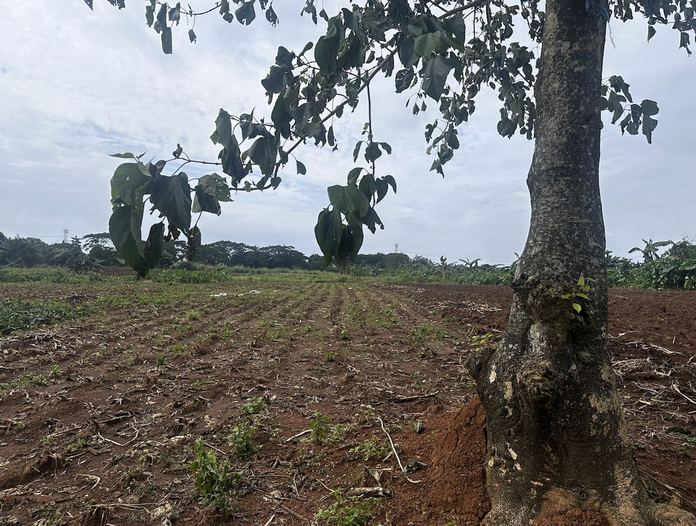 6-Hectare Highway-Frontage Property for Sale near Camp Capinpin, Sampaloc, Tanay – photo 2