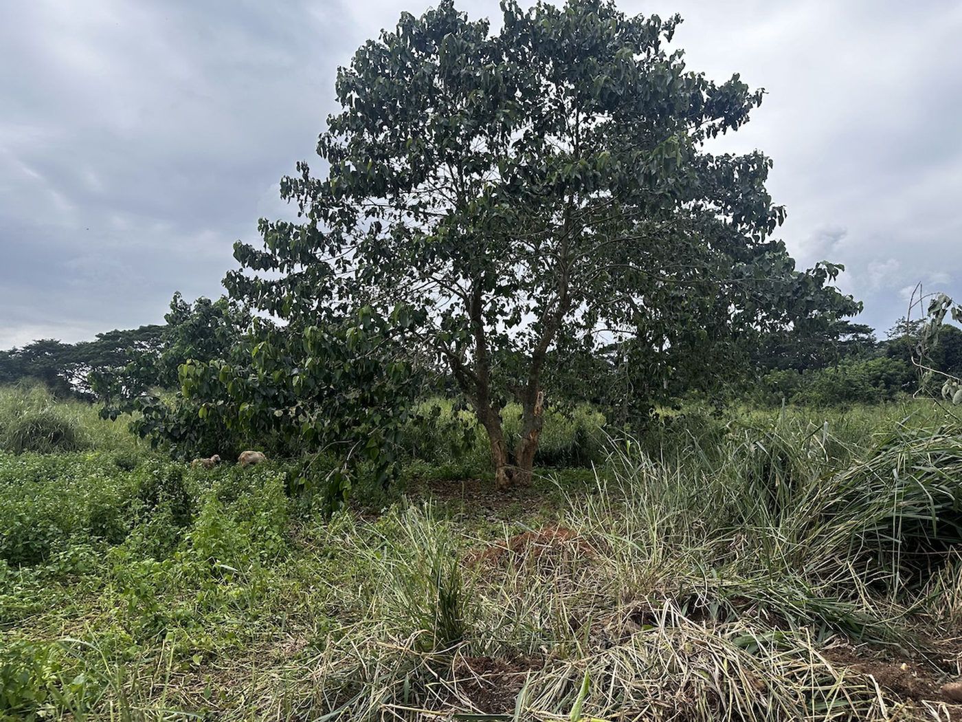 6-Hectare Highway-Frontage Property for Sale near Camp Capinpin, Sampaloc, Tanay – photo 8
