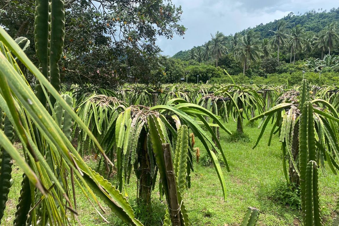 Commercial for Sale in Kanluran, Calauan, Laguna – photo 7