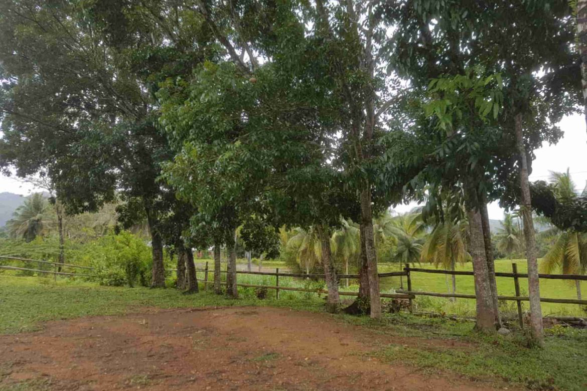 Land for Sale in Abucayan, Balamban, Cebu – photo 3