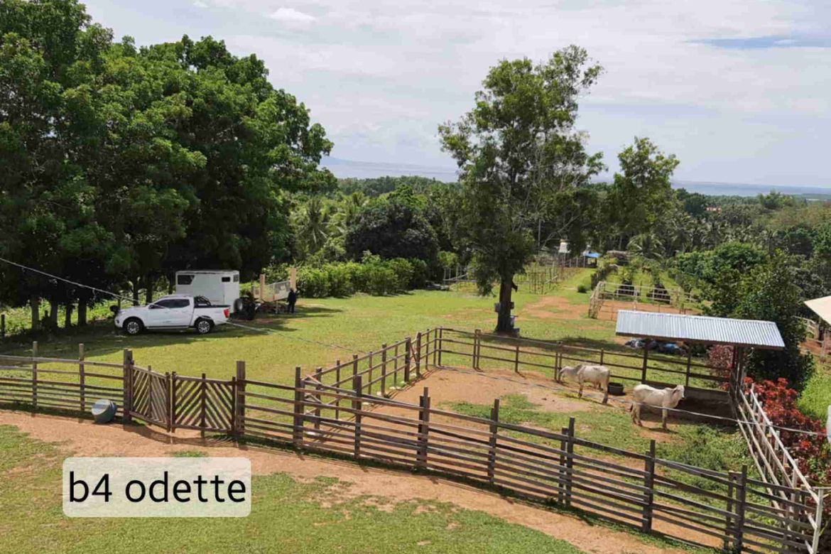 Land for Sale in Abucayan, Balamban, Cebu – photo 4