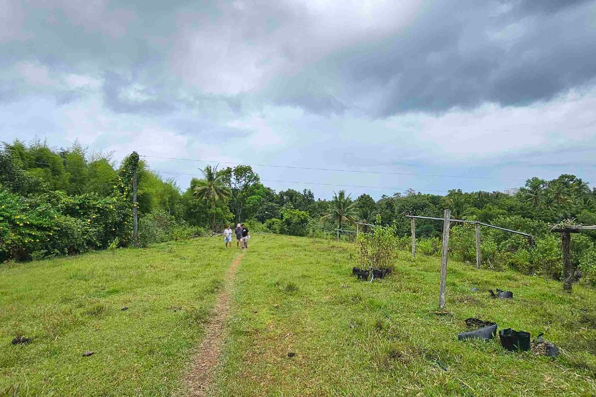 Land for Sale in Abucayan, Balamban, Cebu – photo 5