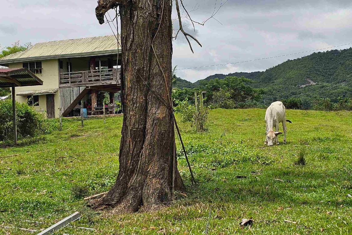Land for Sale in Abucayan, Balamban, Cebu – photo 8
