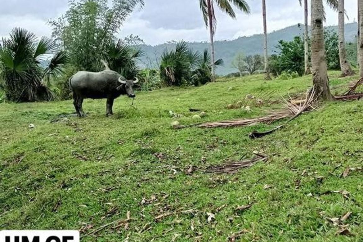 Land for Sale in Adlaon, Cebu City, Cebu
