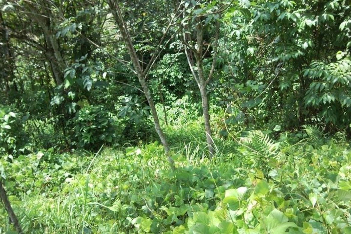 Land for Sale in Amas, Kidapawan, Cotabato