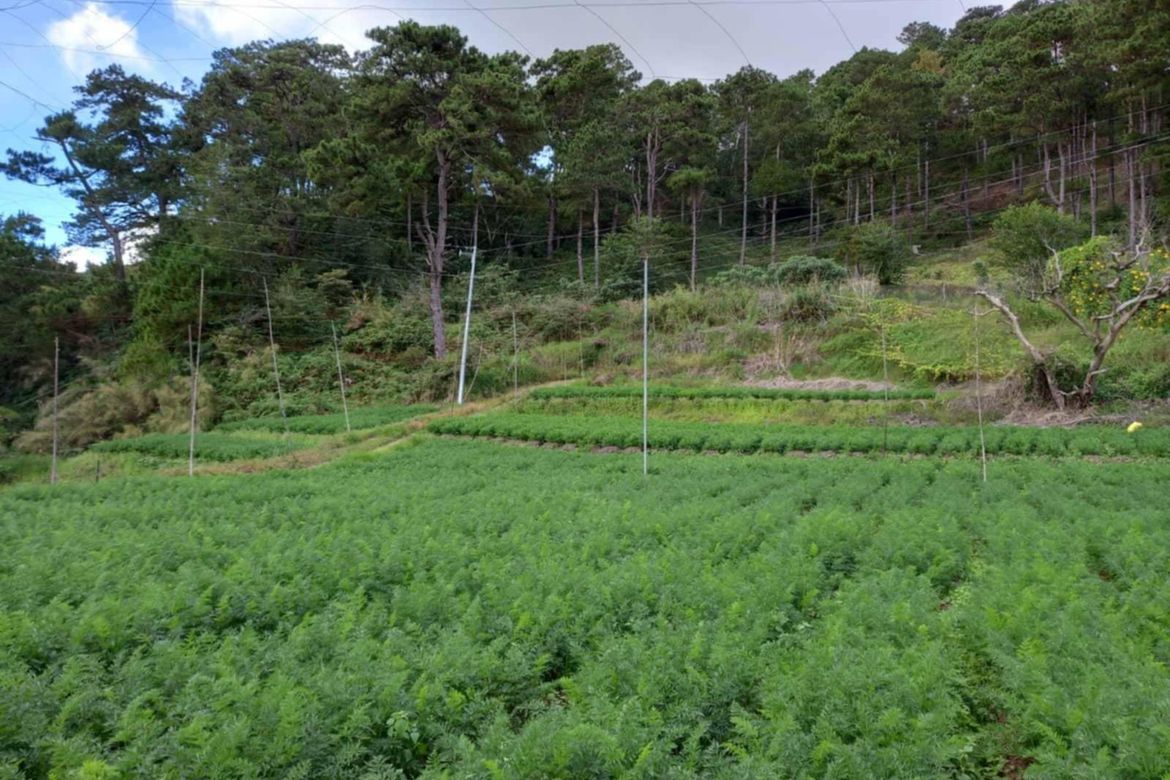 Land for Sale in Ambassador, Tublay, Benguet