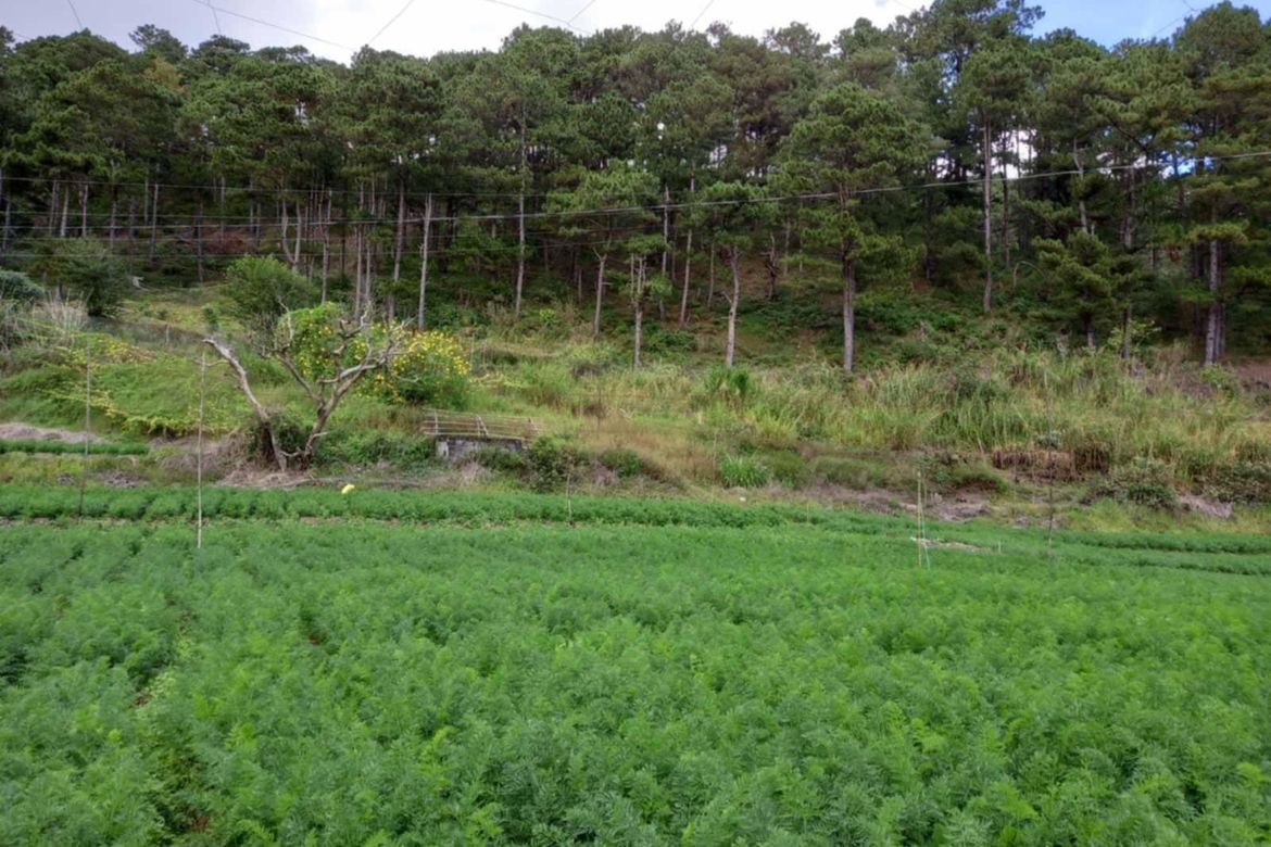 Land for Sale in Ambassador, Tublay, Benguet – photo 2