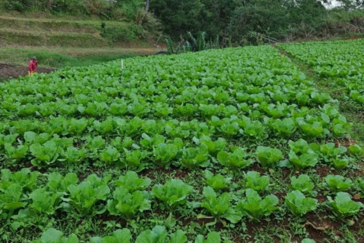 Land for Sale in Ambassador, Tublay, Benguet – photo 5