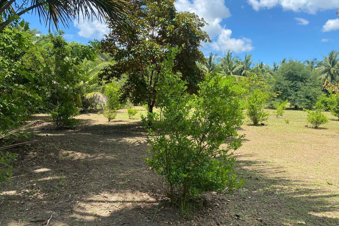 Land for Sale in Anapog, San Remigio, Cebu – photo 8