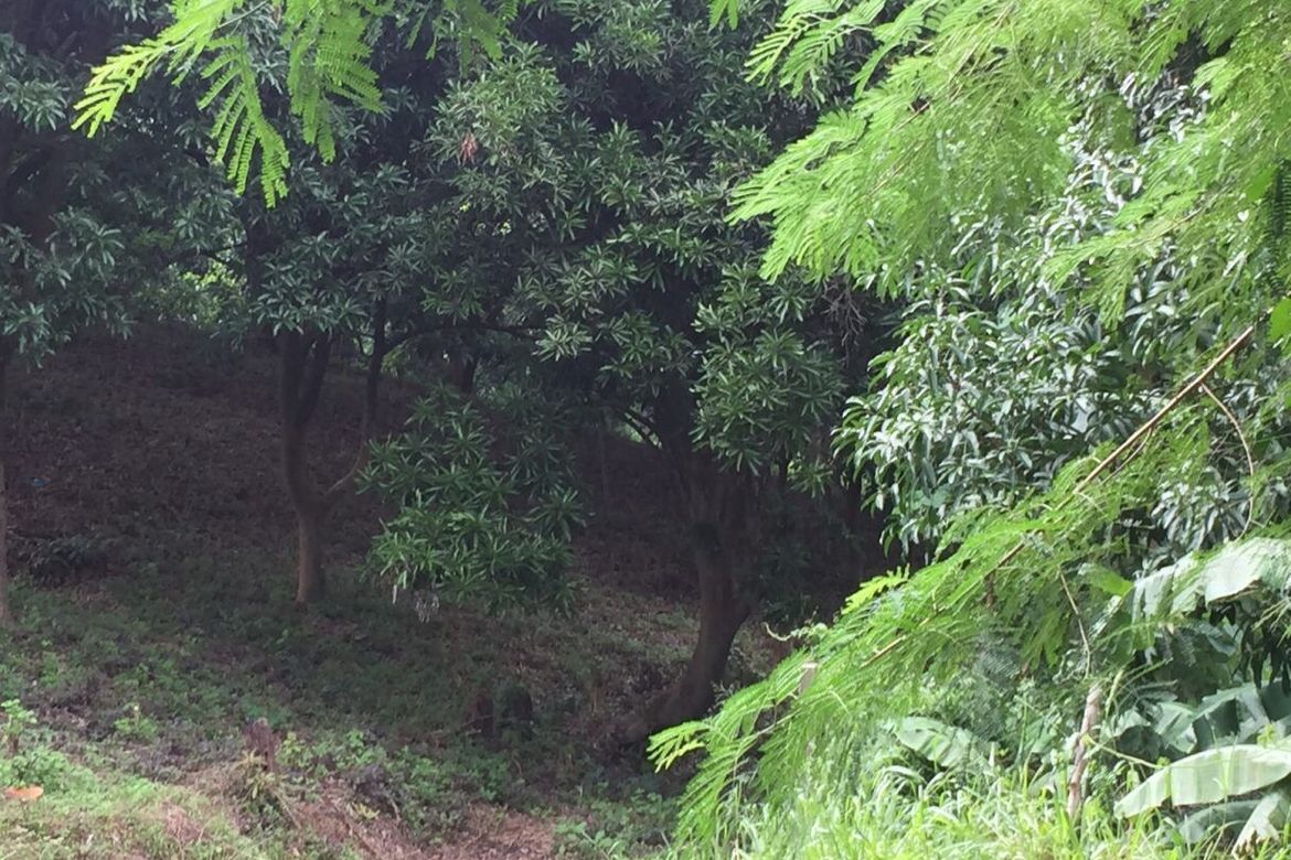 Land for Sale in Anupul, Bamban, Tarlac