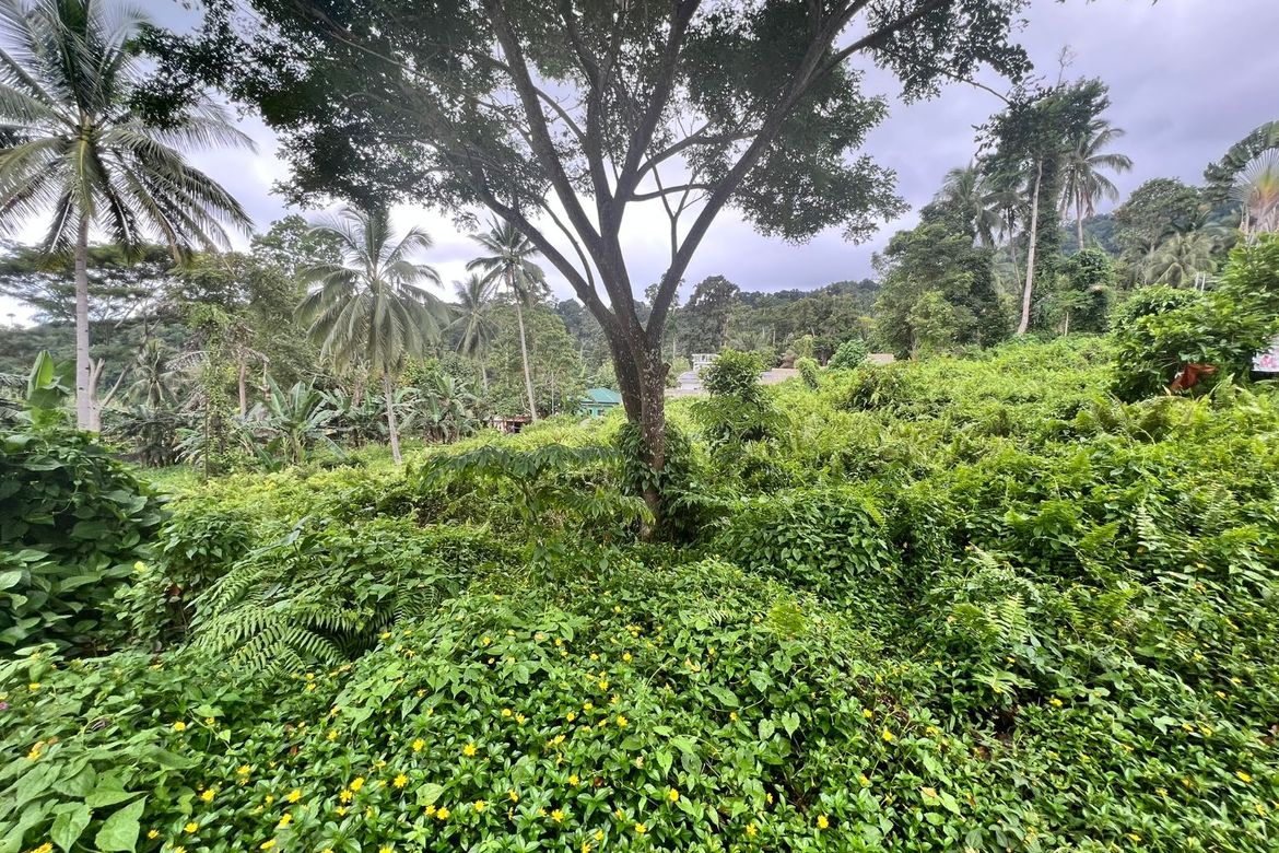 Land for Sale in Apolong, Valencia, Negros Oriental – photo 8
