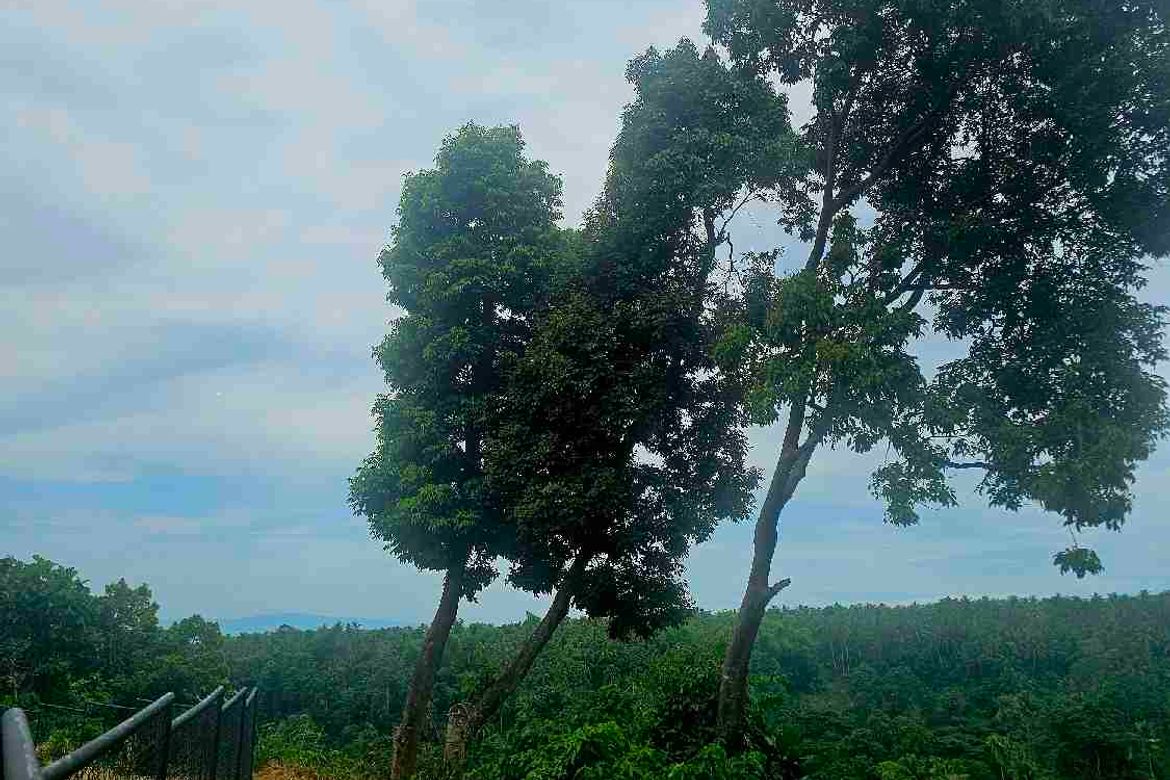 Land for Sale in Apolong, Valencia, Negros Oriental – photo 3