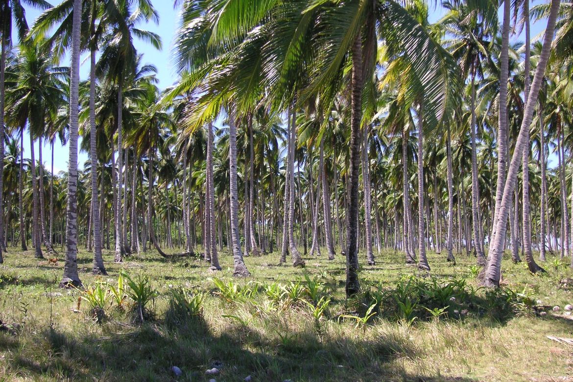 Land for Sale in Aramaywan, Quezon, Palawan – photo 4