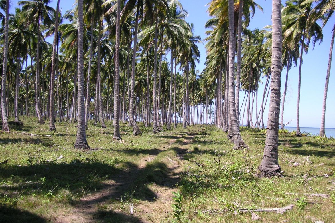 Land for Sale in Aramaywan, Quezon, Palawan – photo 5