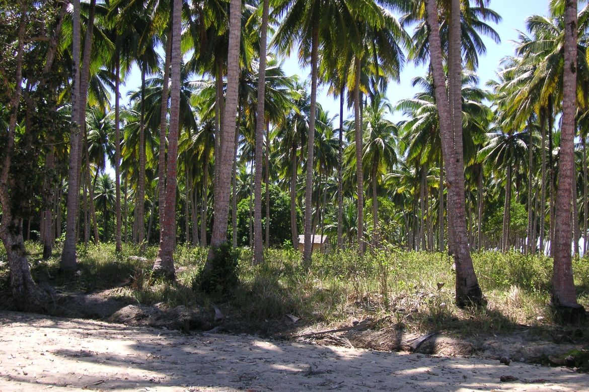 Land for Sale in Aramaywan, Quezon, Palawan – photo 7