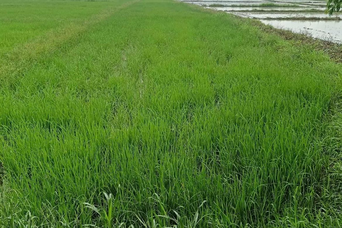 Land for Sale in Aranguren, Capas, Tarlac