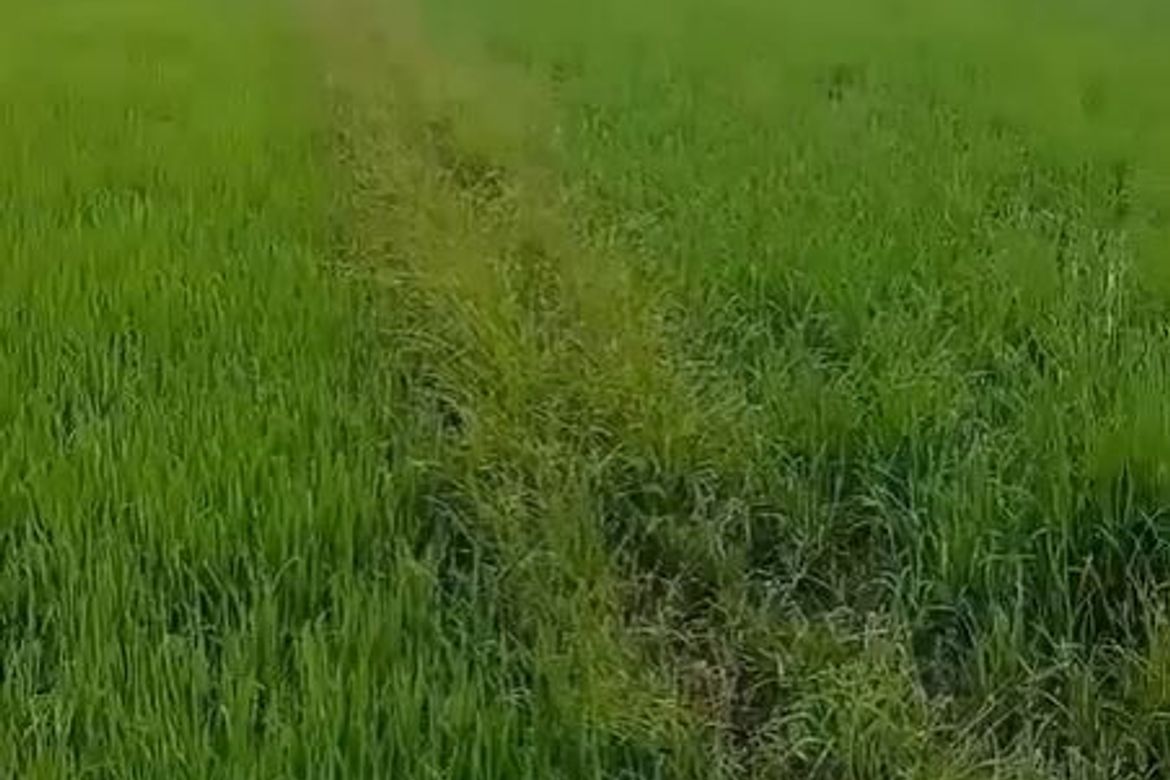 Land for Sale in Aranguren, Capas, Tarlac – photo 3
