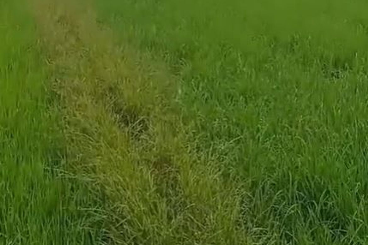 Land for Sale in Aranguren, Capas, Tarlac – photo 4