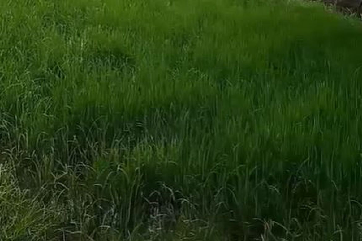 Land for Sale in Aranguren, Capas, Tarlac – photo 6