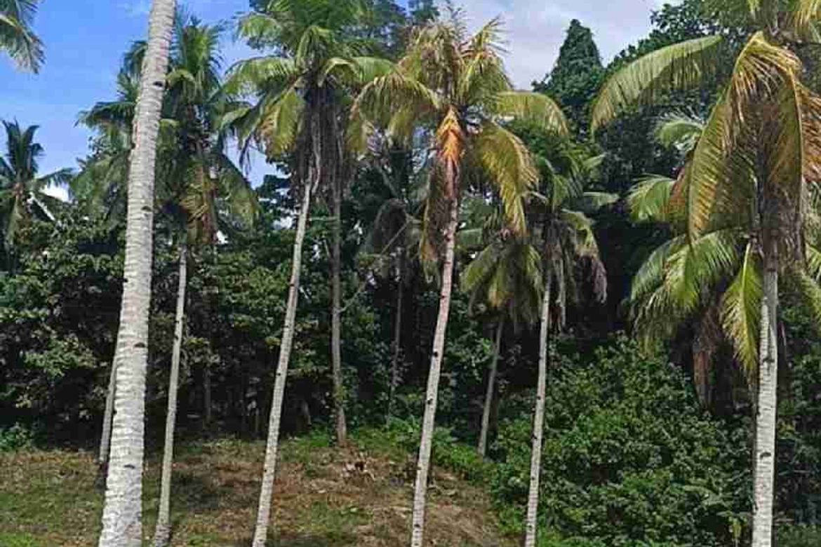 Land for Sale in Aumbay, Samal, Davao del Norte – photo 5