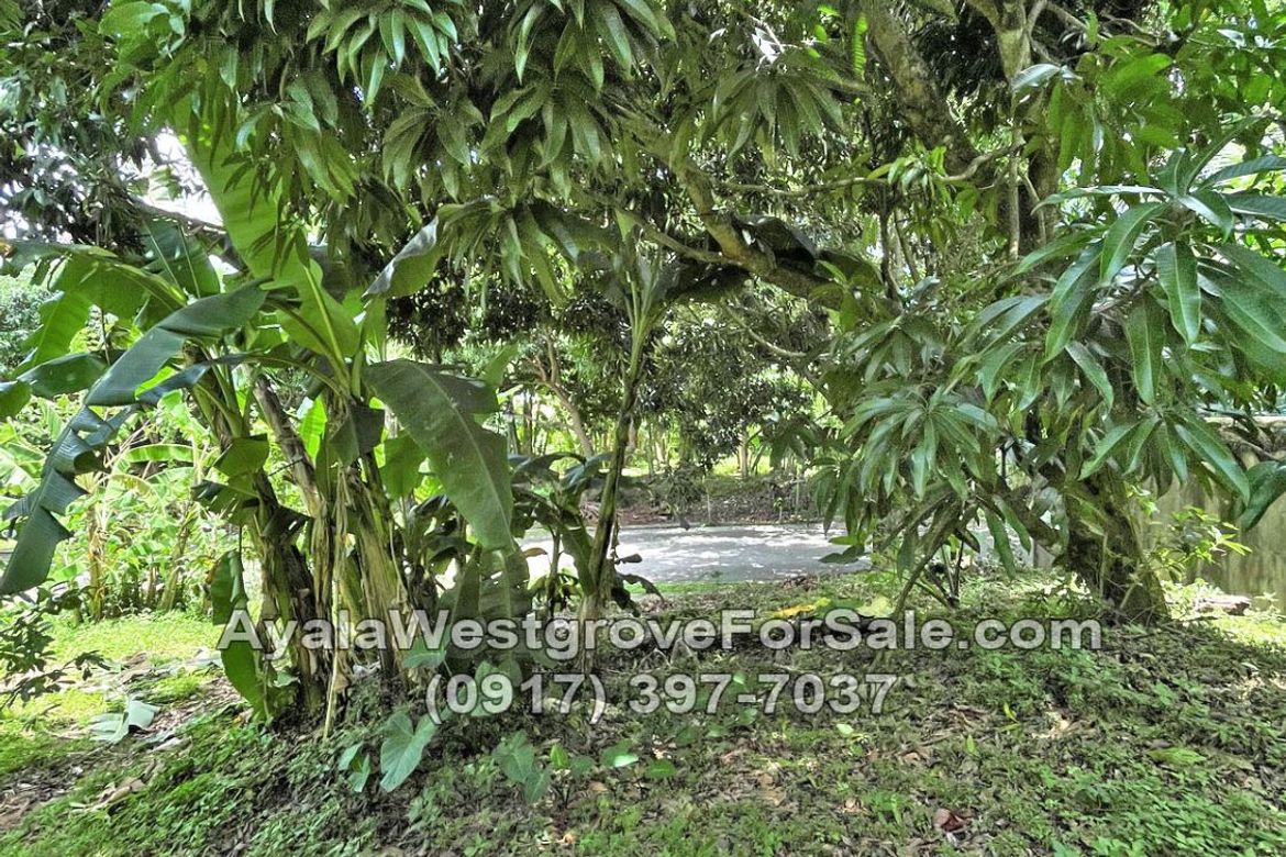 Land for Sale in Ayala Westgrove Heights, Inchican, Silang, Cavite – photo 5