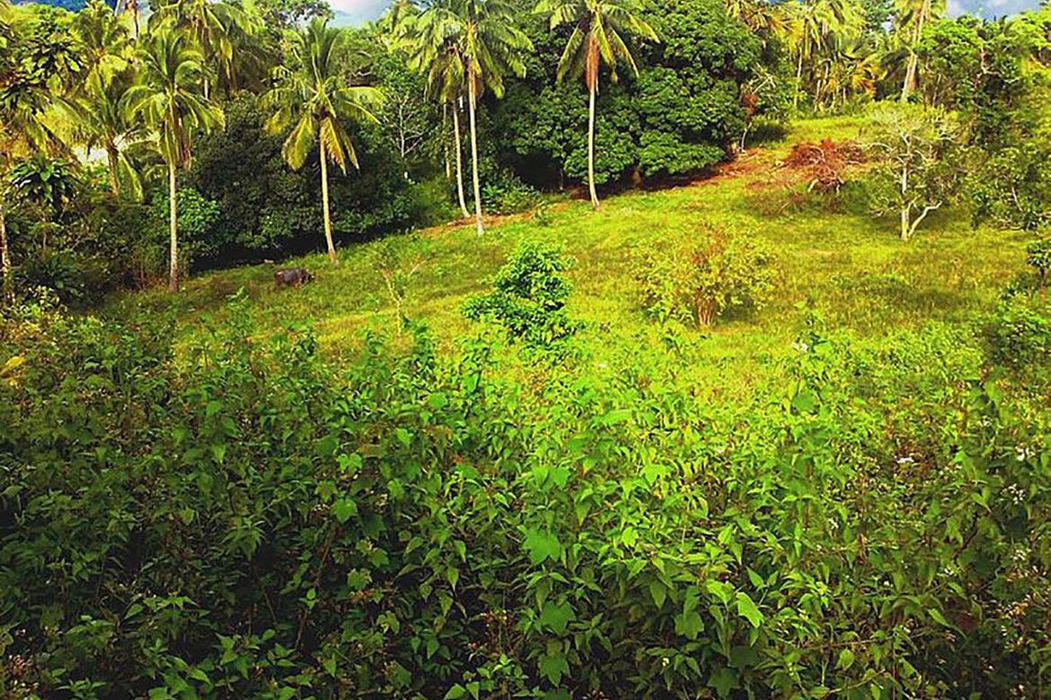 Land for Sale in Bacungan, Puerto Princesa, Palawan – photo 6