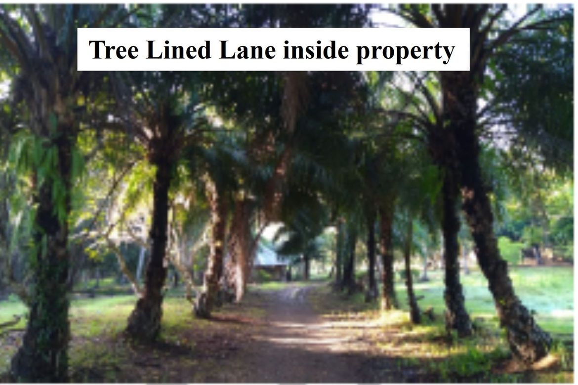 Land for Sale in Bagong Sikat, Puerto Princesa, Palawan – photo 3