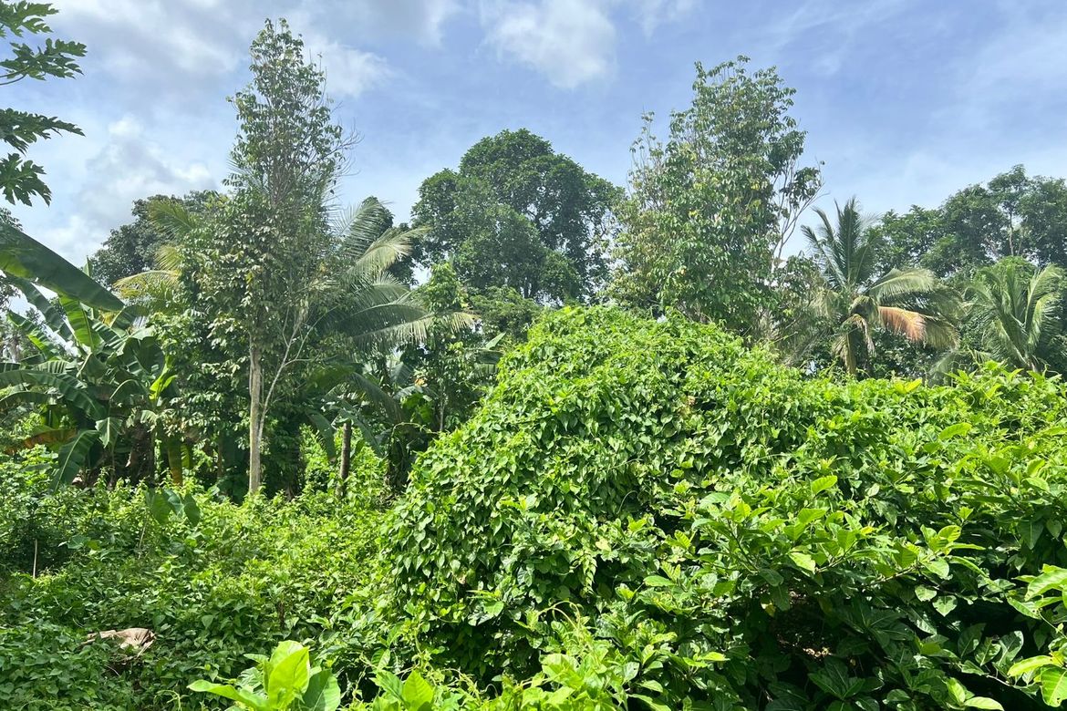 Land for Sale in Balabag East, Valencia, Negros Oriental – photo 8