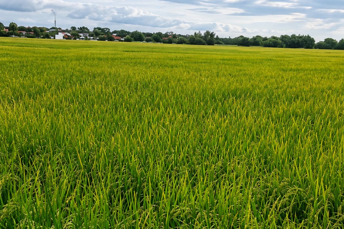 Land for Sale in Balatong B, Pulilan, Bulacan – photo 3
