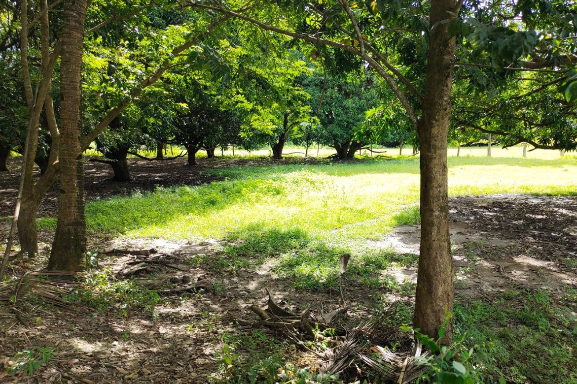 Land for Sale in Balaybay, Castillejos, Zambales