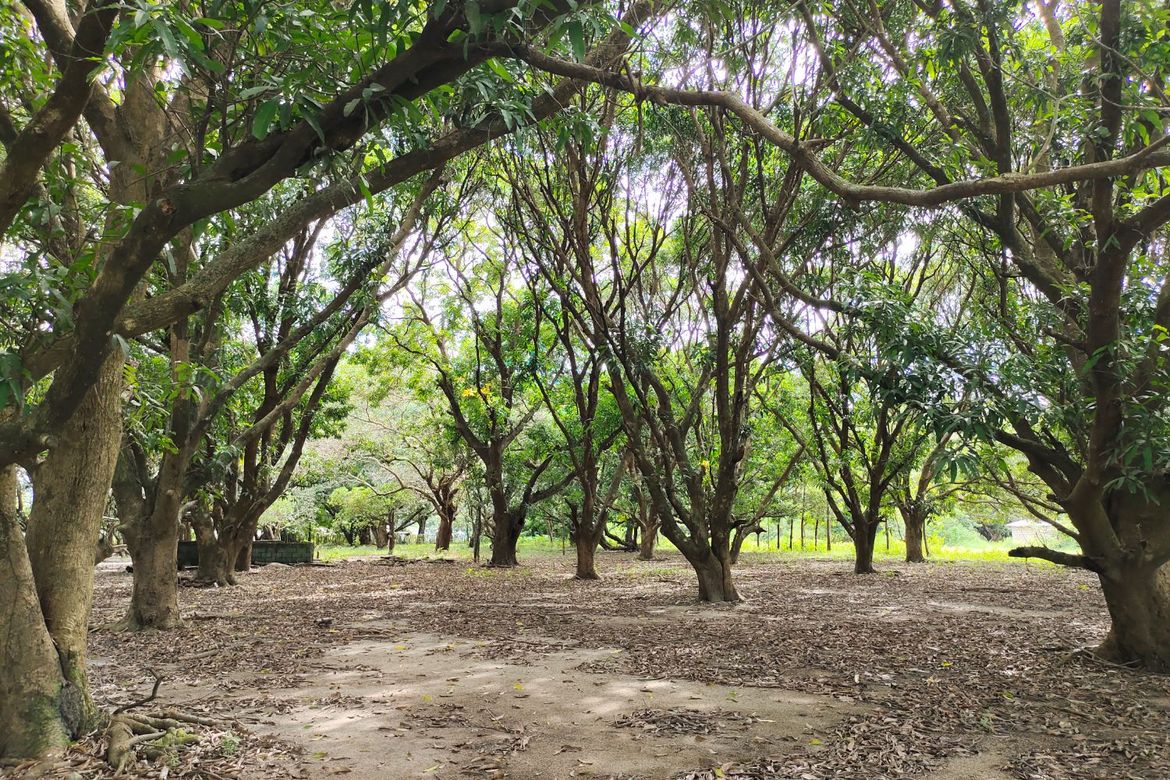 Land for Sale in Balaybay, Castillejos, Zambales – photo 4