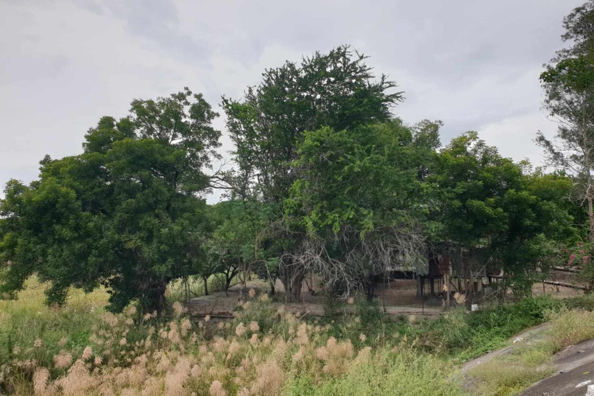 Land for Sale in Balingcanaway, Tarlac, Tarlac – photo 6