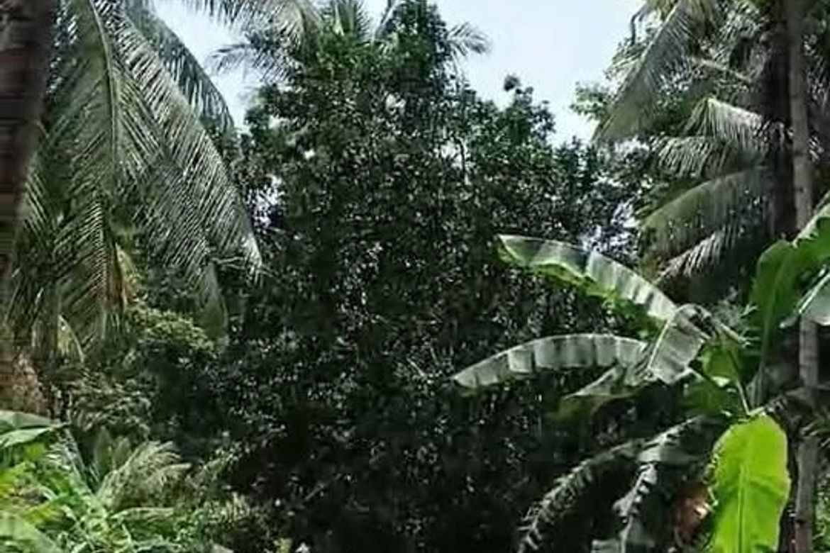 Land for Sale in Balite, Sagay, Camiguin – photo 2