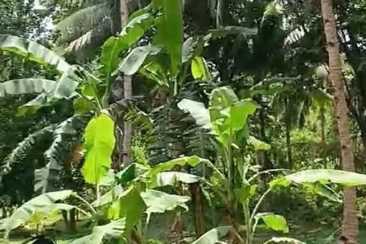 Land for Sale in Balite, Sagay, Camiguin – photo 3