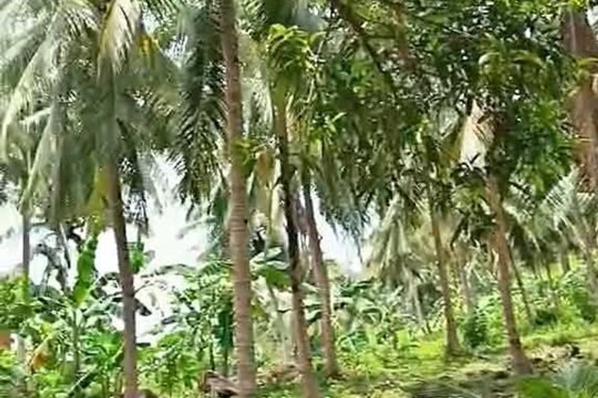 Land for Sale in Balite, Sagay, Camiguin – photo 4