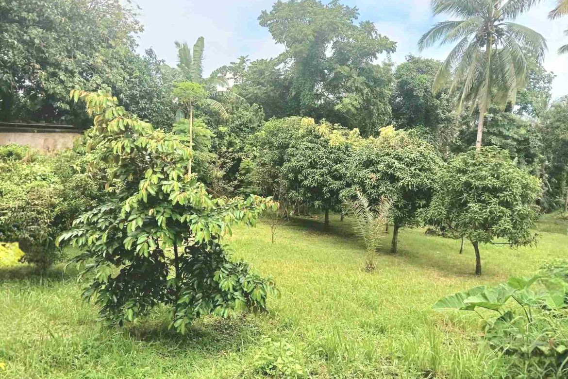 Land for Sale in Banaba Cerca, Indang, Cavite – photo 3