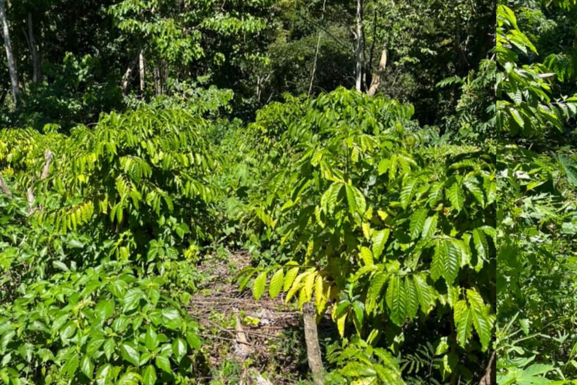 Land for Sale in Bandera, Samal, Davao del Norte – photo 4