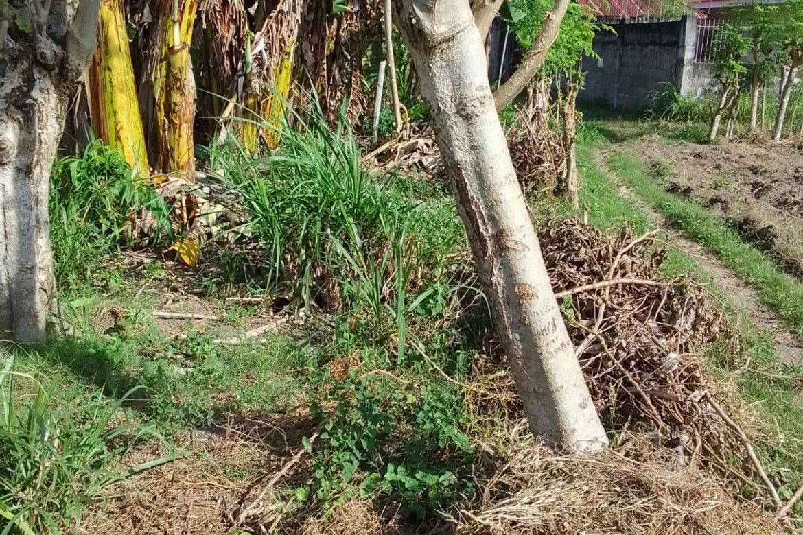 Land for Sale in Banilad, Bacong, Negros Oriental – photo 8