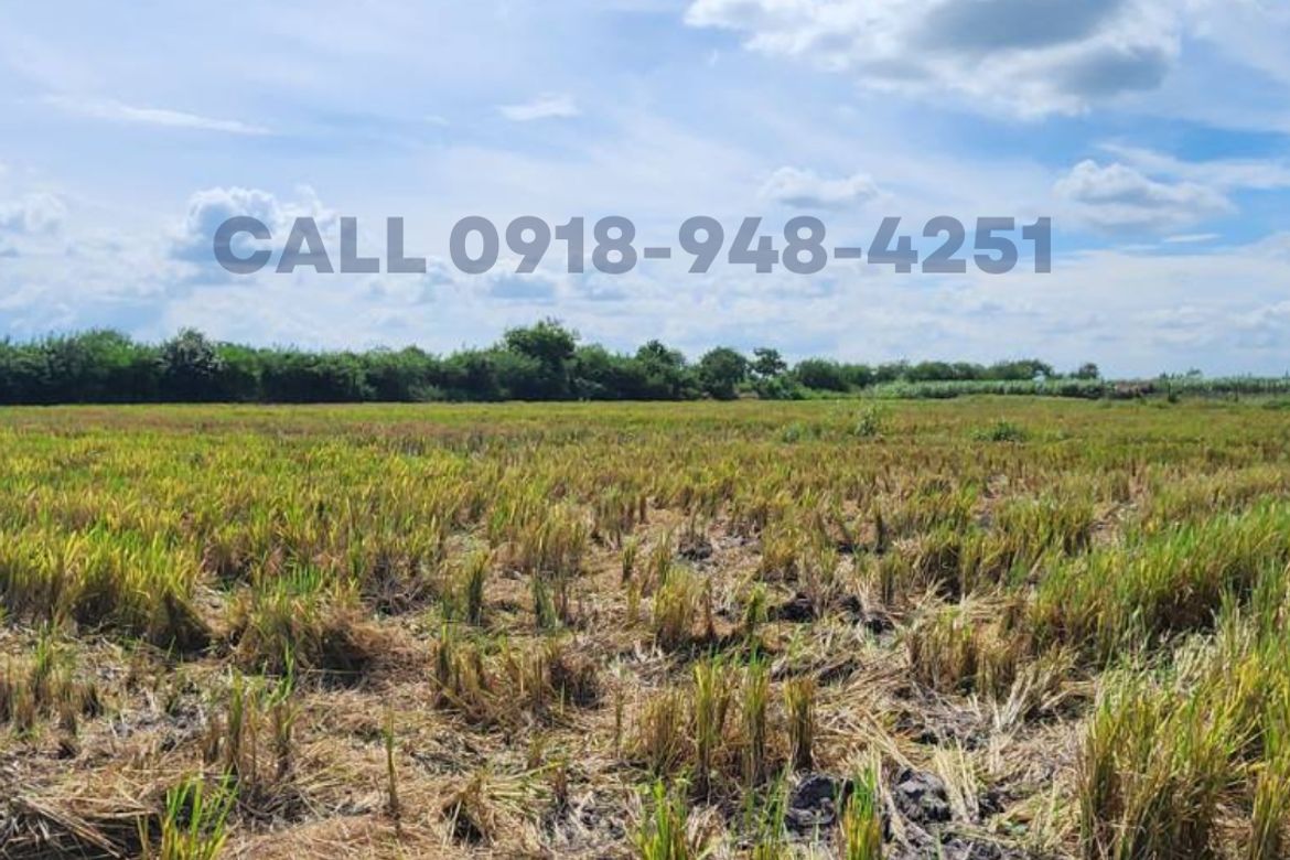 Land for Sale in Bantog, Tarlac, Tarlac