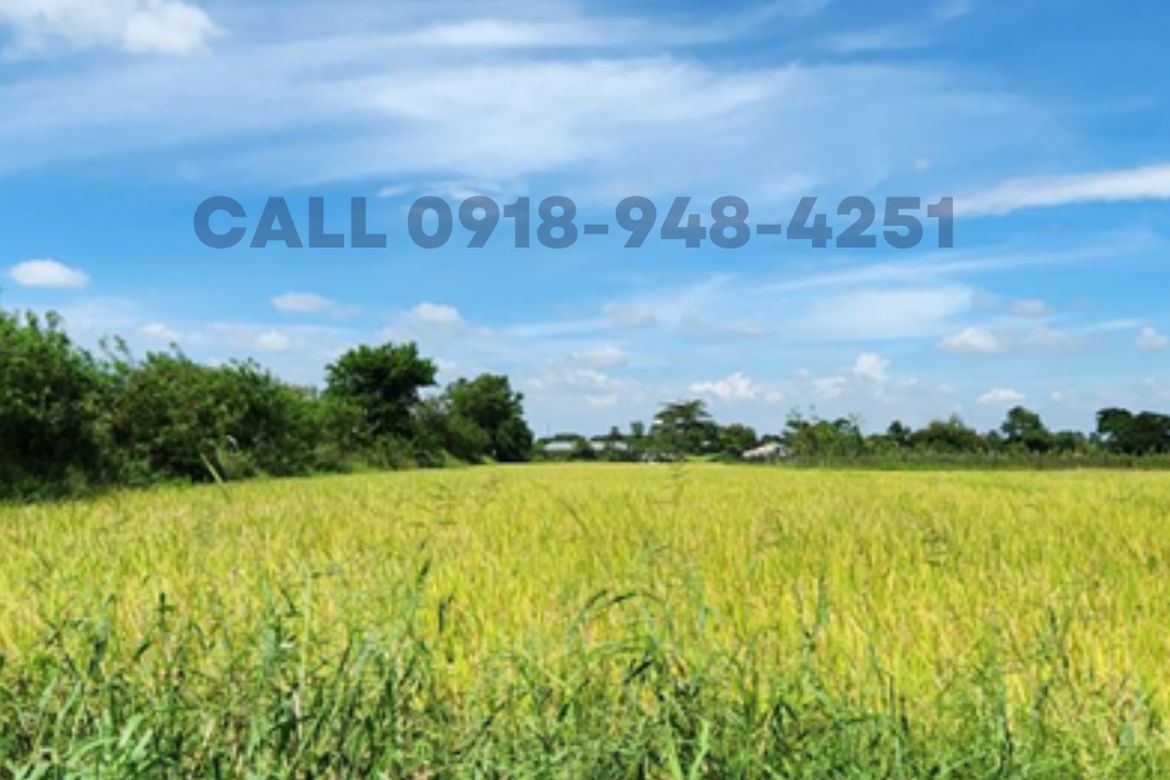 Land for Sale in Bantog, Tarlac, Tarlac – photo 4