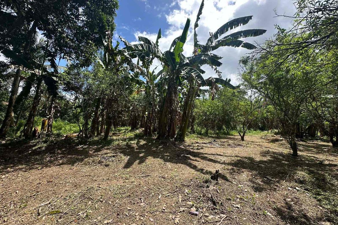 Land for Sale in Barangay I, Tiaong, Quezon – photo 2