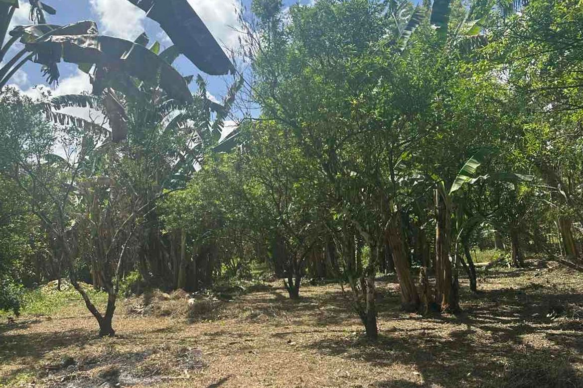 Land for Sale in Barangay I, Tiaong, Quezon – photo 8