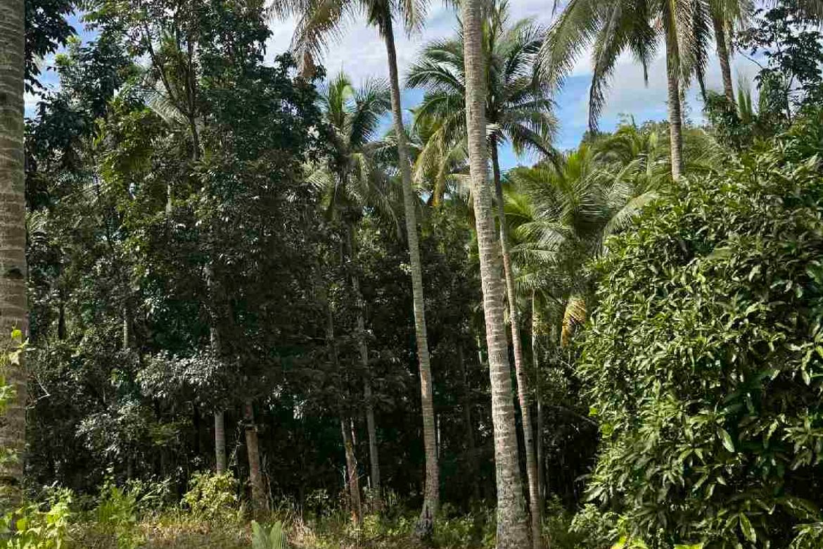 Land for Sale in Barangay II, Santa Maria, Laguna – photo 7